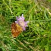 PAPILLON. NACRE DE LA RONCE sur SCABIEUSE, Prairie  rue P Avezard FAY. v2. BRUNO GODET